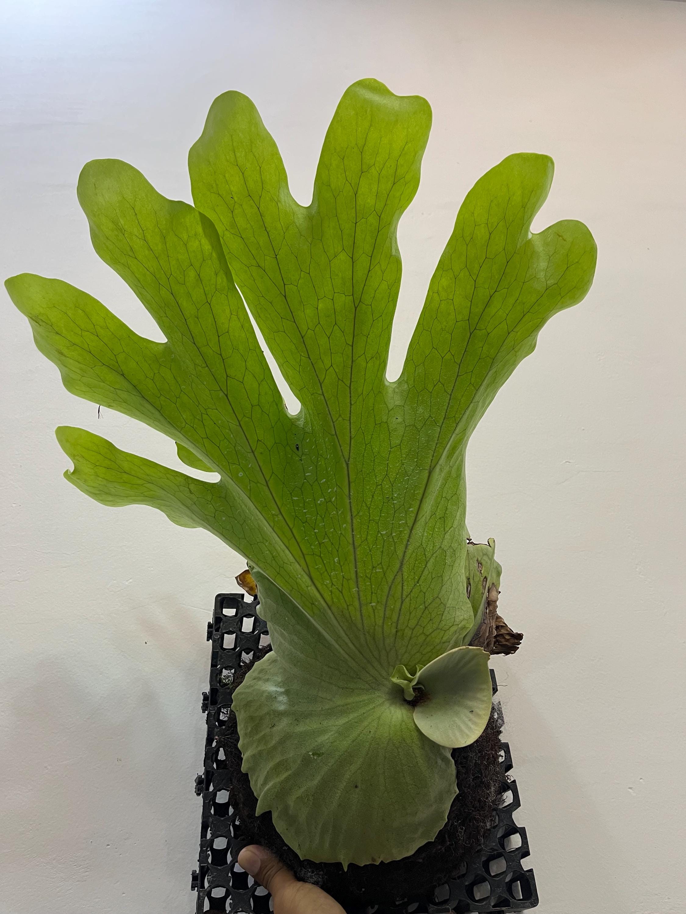 Platycerium Wandae - Etsy