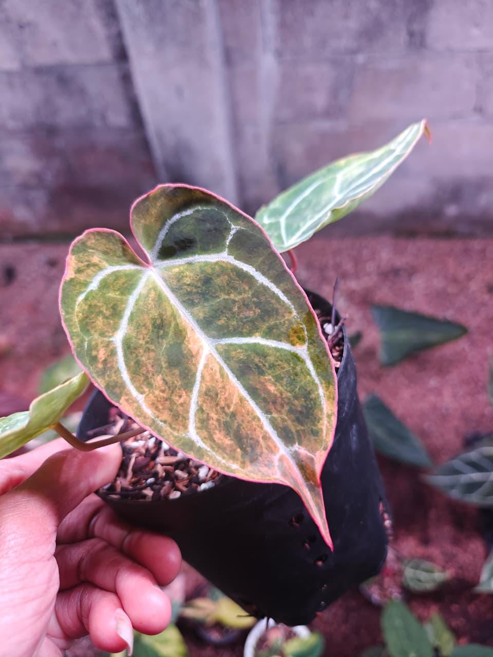 Anthurium variegata - Etsy 日本