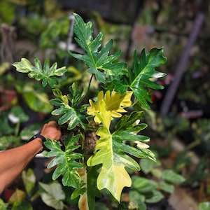 Op de afbeelding: Een Philodendron Ring of Fire plant met diep ingesneden, getande bladeren met bonte patronen in donkergroen, limoengroen en crèmegel. De plant heeft meerdere stengels die uit een centrale basis groeien en toont een mix van volwassen en nieuw blad.