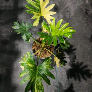 Può includere: Una pianta di Philodendron in vaso con foglie variegate caratterizzate da motivi verde scuro e giallo crema. Il fogliame è profondamente lobato e seghettato, irradiandosi da uno stelo centrale. La superficie del terreno è coperta di pacciame.