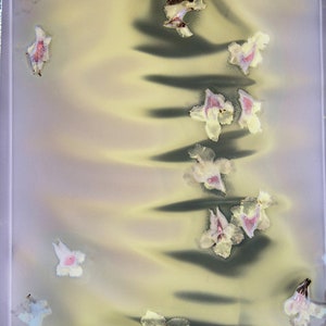 Op de afbeelding: Een close-up van een lichtgele achtergrond met een patroon van witte en roze bloemen. De bloemen zijn verspreid over de achtergrond en lijken in het oppervlak te zijn gedrukt.