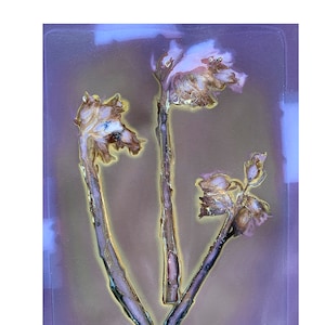 BOTANICAL GOTHIC: Poisons, Ghosts, and Auras, Violet GHOSTPIPES, Scanned Lumen Print by Anne Eder