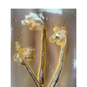BOTANICAL GOTHIC: Poisons, Ghosts, and Auras, Golden GHOSTPIPES, Scanned Lumen Print by Anne Eder