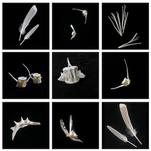 May include: A collection of nine white bird bones and feathers on a black background. The bones are arranged in a variety of positions, some are whole and some are broken. The feathers are also arranged in a variety of positions, some are whole and some are broken.