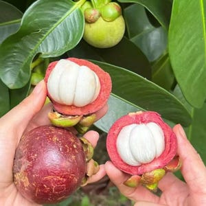 May include: Fresh mangosteen fruit with a deep purple, thick rind and soft, white, segmented flesh inside. One whole fruit is shown alongside two halved fruits, revealing the bright white interior sections against the dark reddish-purple skin.