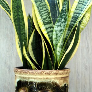 May include: A snake plant with long, upright, sword-shaped leaves featuring dark green centres and bright yellow margins, potted in a round, glazed ceramic planter with a textured, dark brown and beige floral relief pattern around the exterior.