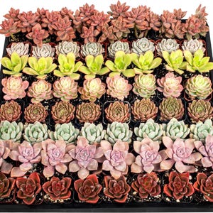 以下が含まれることがあります： 黒いプラスチック製の苗トレイに、64個の小さな鉢植えの多肉植物が並んでいます。植物は8行8列のグリッド状に配置されており、赤、ピンク、緑、淡いグレーなど、さまざまな色合いの多肉植物が含まれています。