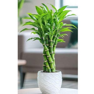 以下が含まれることがあります： 複数の緑色の茎が編み込まれて中央の幹を形成し、鮮やかな緑色の葉が茂るラッキーバンブーの植物。植物は、波状のテクスチャーが施された白いセラミック製の鉢に植えられています。