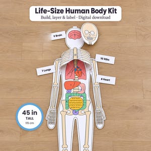 May include: A Life-Size Human Body Kit digital download featuring a 45 in tall paper human figure with internal organs, skeletal structure, and labels for the brain, lungs, ribs, and heart. The kit includes a skull piece and anatomical diagrams.