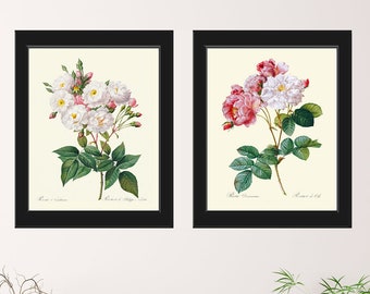 Roses Botanical Print Wall Art Set of 2 Prints Beautiful Antique Pink White French Garden Flowers Home Room Decoration Decor to Frame LRR