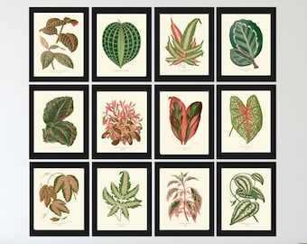 Tropical Plants Botanical Print SET of 12 Beautiful Antique Red Green Hosta Elephant Ear Leaf Flower Wall Art Decor Decoration to Frame LEJ