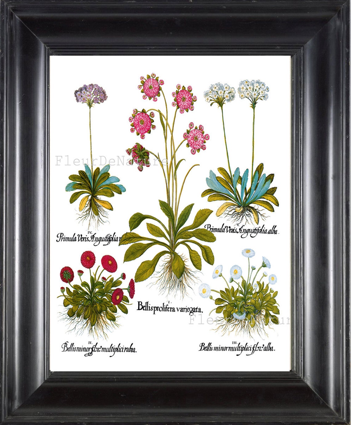 BOTANICAL PRINT Besler 8x10 Botanical Art Print 79 Beautiful Blue Red ...