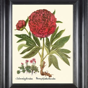 Peony Botanical Print 028 Antique Beautiful Basilius Besler Large Red Flower Wall Art Home Room Bedroom Living Dining Room Decor to Frame