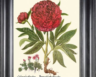 Peony Botanical Print 028 Antique Beautiful Basilius Besler Large Red Flower Wall Art Home Room Bedroom Room Room Decor a Frame