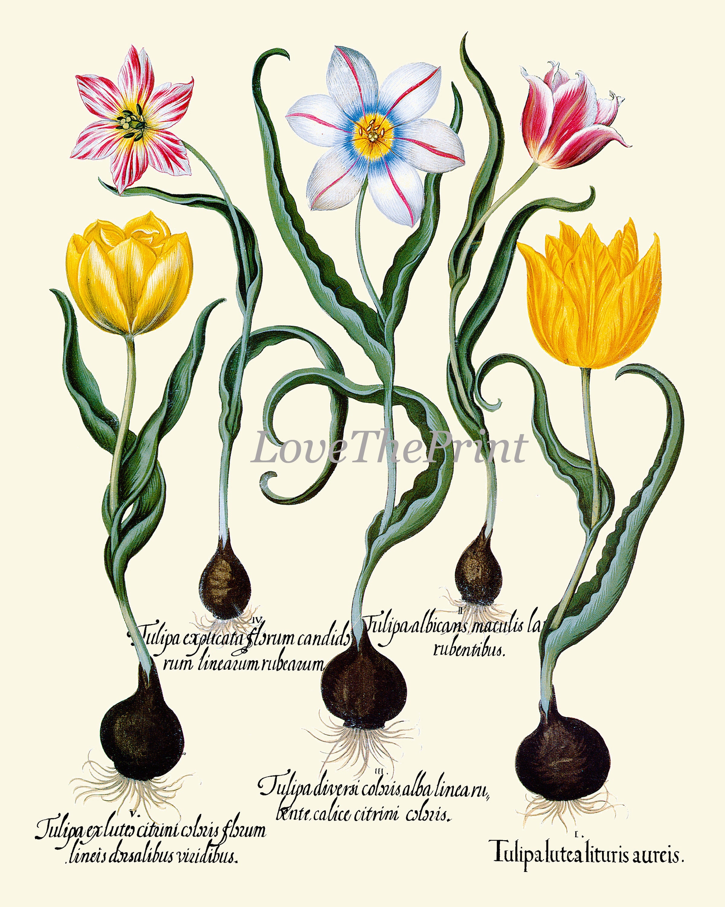 Botanical Tulip Print Set of 2 Prints Beautiful Besler Red White Yellow ...