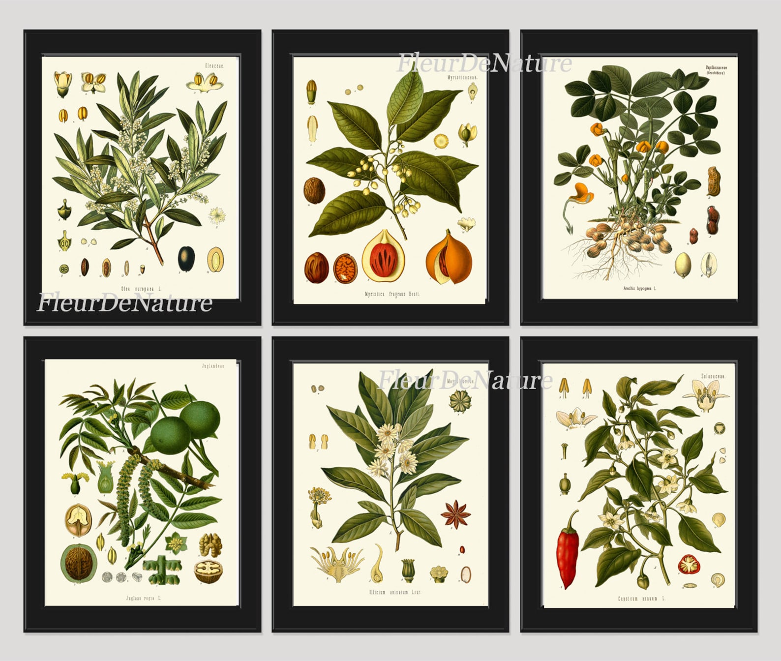 Herb Spice Botanical Set of 6 Art Prints 8x10 Antique Kohler Beautiful ...