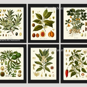 Herb Spice Botanical Set of 6 Art Prints 8x10 Antique Kohler Beautiful Herbs and Spices Nuts Walnut Chili Pepper Olive Peanut Nutmeg Anese