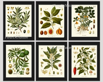 Herb Spice Botanical Set of 6 Art Prints 8x10 Antique Kohler Beautiful Herbs and Spices Nuts Walnut Chili Pepper Olive Peanut Nutmeg Anese