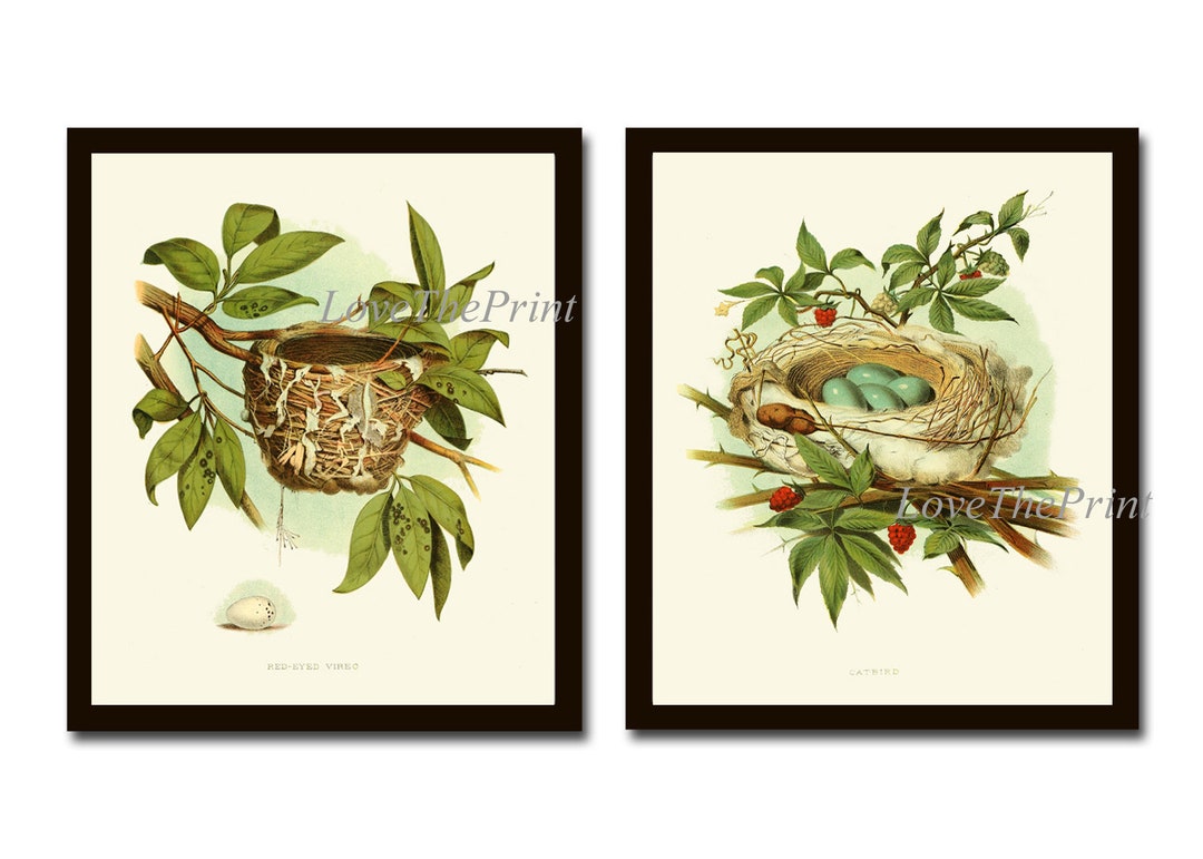 Bird Nest Print Set of 2 Prints Beautiful Antique Vintage Red Eyed ...