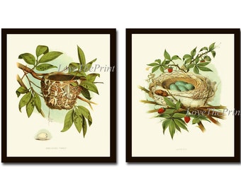 Bird Nest Print Set of 2 Prints Beautiful Antique Vintage Red Eyed Vireo and Catbird Green Nature Home Room Decor Wall Art Unframed GT