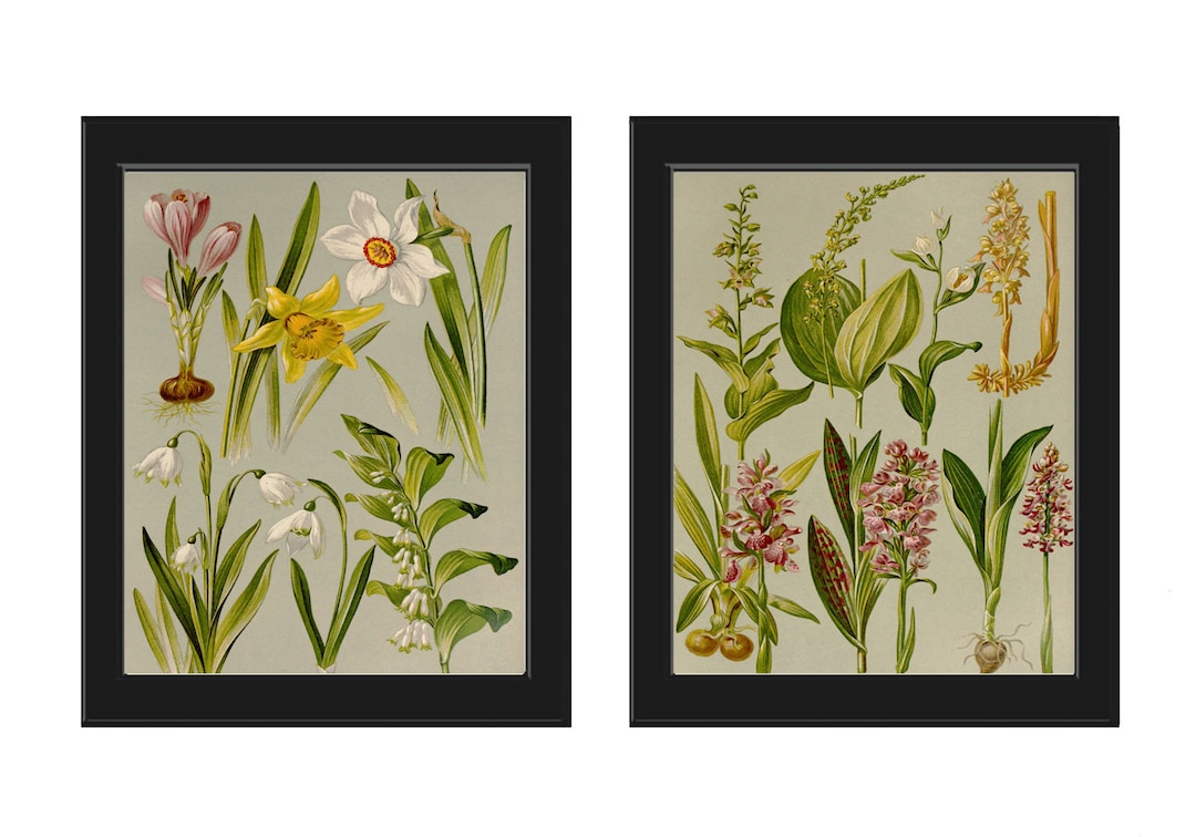 Vintage Botanical Print Set of 2 Botanical Wall Art Antique Beautiful ...