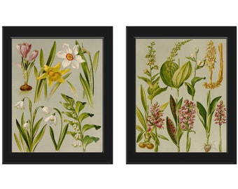 Vintage Botanical Print Set of 2 Botanical Wall Art Antique Beautiful Flower Darker Natural Gray Beige Natural Background Decor to Frame BNF