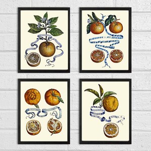 Citrus Orange Print SET of 4 Botanical Wall Art Antique Beautiful Oranges Blue Ribbons Garden Nature Kitchen Dining Room Bedroom Decor GBF