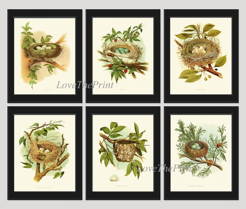 Bird Nest Print SET of 6 Wall Art Prints Antique Beautiful Cedar Bird ...