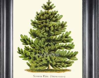 Kerstboom Pine BOTANISCHE PRINT Wall Art Mooie Groene Antieke Scotch Pine Spar Vakantiehuis Kamer Decor Decoratie Foto naar Frame