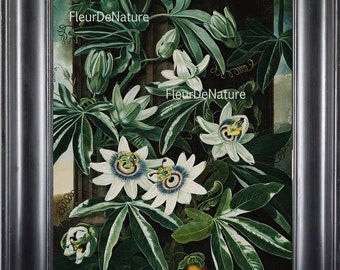 BOTANICAL PRINT THORNTON 8x10 Botanical Art Print 16 Beautiful Antique Passion Flower in White Tropical Garden Climbing Vine Plant to Frame