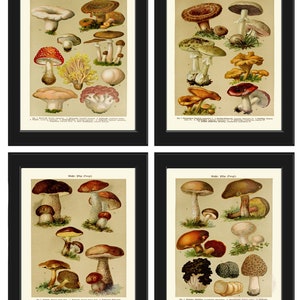 Mushrooms Botanical Print SET of 4 Wall Art Prints Beautiful Antique Vintage Kitchen Dining Room Illustration Home Room Decor to Frame BNF