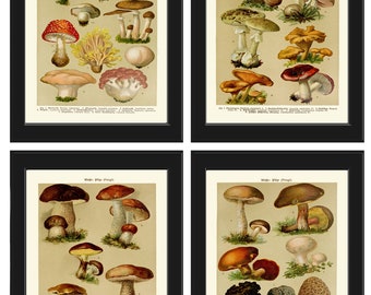Mushrooms Botanical Print SET of 4 Wall Art Prints Beautiful Antique Vintage Kitchen Dining Room Illustration Home Room Decor to Frame BNF
