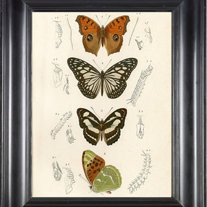 BUTTERFLY PRINT D&#39;Orbigny 8x10 Botanical Art Print 4 Beautiful Antique French Butterflies Natural History Plate to Frame Interior Design