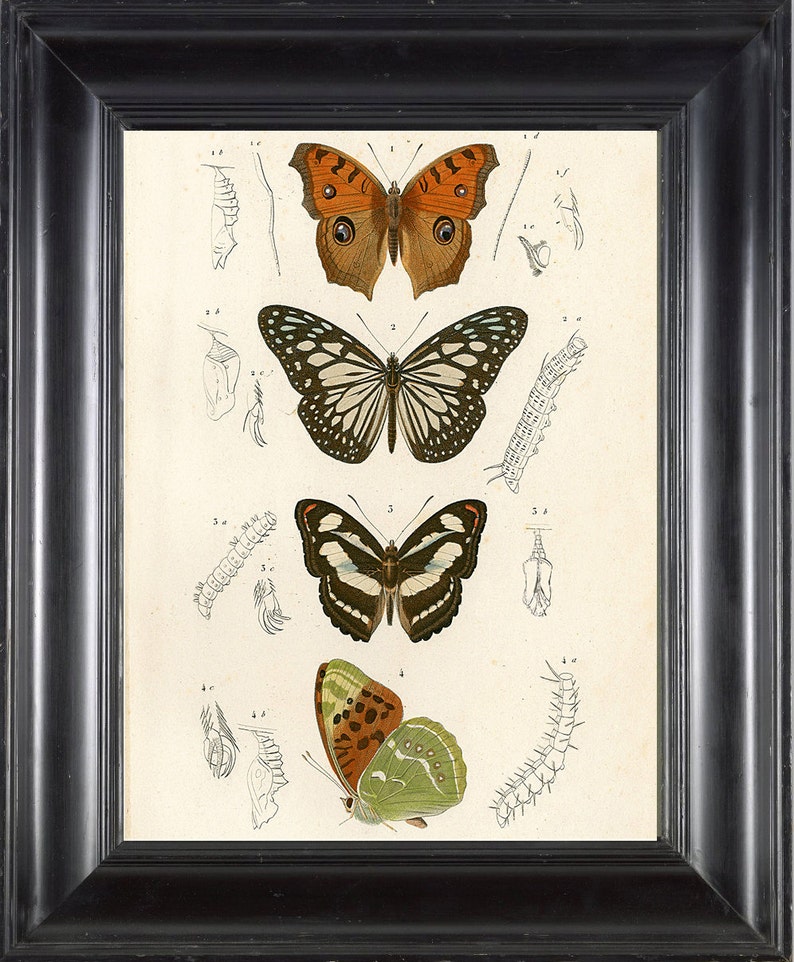 BUTTERFLY PRINT D'orbigny 8x10 Botanical Art Print 4 Beautiful Antique ...