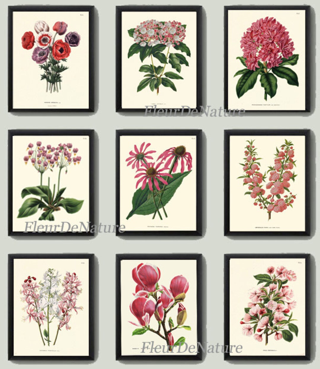 Antique Botanical Flower Print SET of 9 Art Print Beautiful Pink