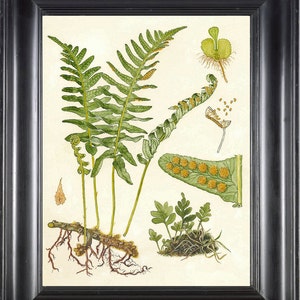 FERN PRINT Lindman 8X10 Botanical Art Print 1 Antique Beautiful Green Fern Forest Summer Nature to Frame Home Decor