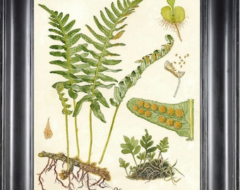 FERN PRINT Lindman 8X10 Botanical Art Print 1 Antique Beautiful Green Fern Forest Summer Nature to Frame Home Decor