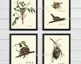 Bird Nest Egg Print SET of 4 Botanical Art 8X10 Antique Natural Science Forest Summer Nature to Frame Home Wall Decor Garden Beautiful NN