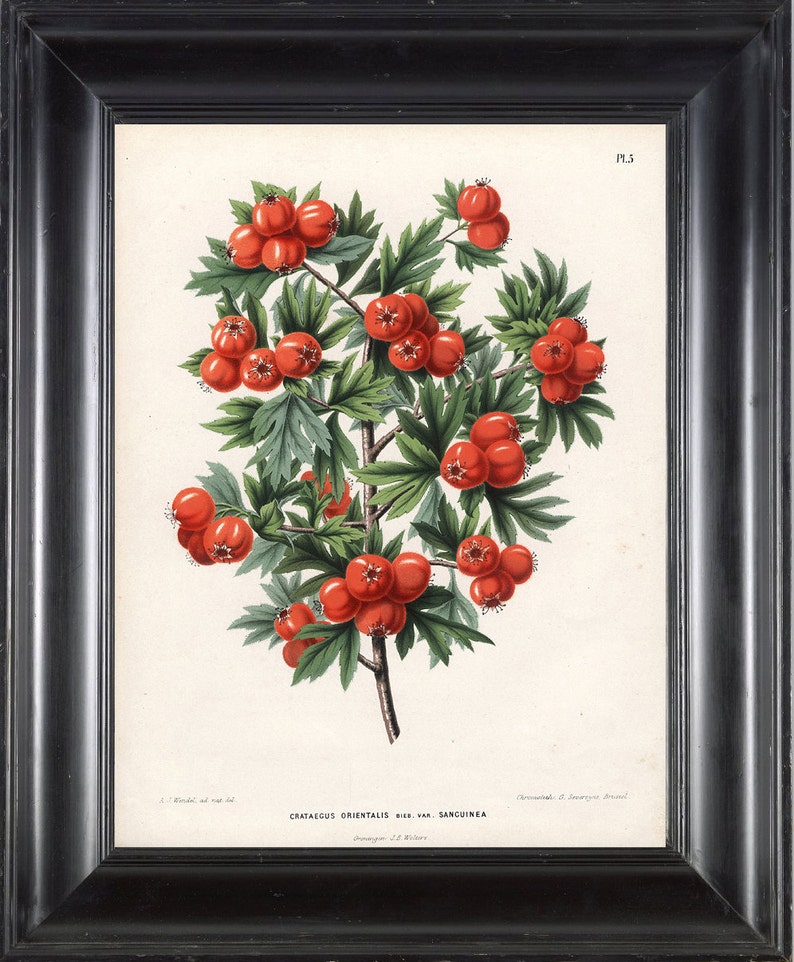 BOTANICAL PRINT WITTE 8x10 Quality inspection Botanical Art NEW before selling ☆ Antique Ori Red Print 1