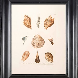 SHELL PRINT KNORR 8x10 Art Print 4 Beautiful Antique Shells to Frame Marine Sea Ocean Nature Natural Science