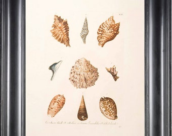 SHELL PRINT KNORR 8x10 Kunstdruck 4 wunderschöne antike Muscheln zum Rahmen Marine Meer Ozean Natur Natur Wissenschaft