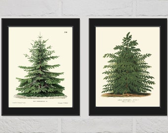 Kerstboom Pine Fir Print SET van 2 botanische mooie antieke Nordmann Kaukasische Fir Japans lariks Forest natuur muur kamer Decor van het huis