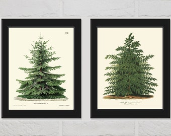 Christmas Tree Pine Fir Print SET of 2 Botanical Beautiful Antique Nordmann Caucasian Fir Japanese Larch Forest Nature Home Wall Room Decor