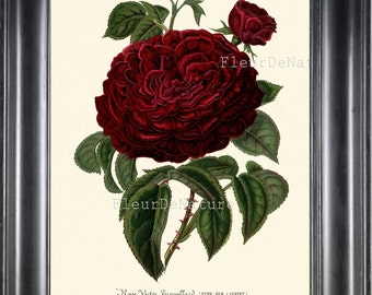 BOTANICAL PRINT Horticole 8x10 Botanical Art Print 100 Beautiful Large Red Rose Flower Chabby Chic Garden Nature to Frame