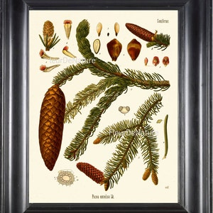BOTANICAL PRINT Kohler 8x10 Botanical Art Print 36 Beautiful Yellow Pinecone Pine Cone Tree Illustration to Frame