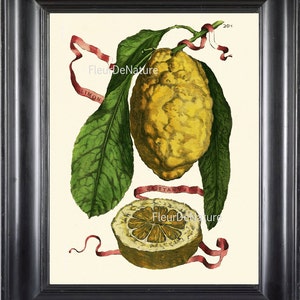 FRUIT afdrukken Lemon 8 X 10 botanische kunst Print 2 1708 antieke prachtige gouden Citrus Plant tropische tuin muur opknoping aan Frame
