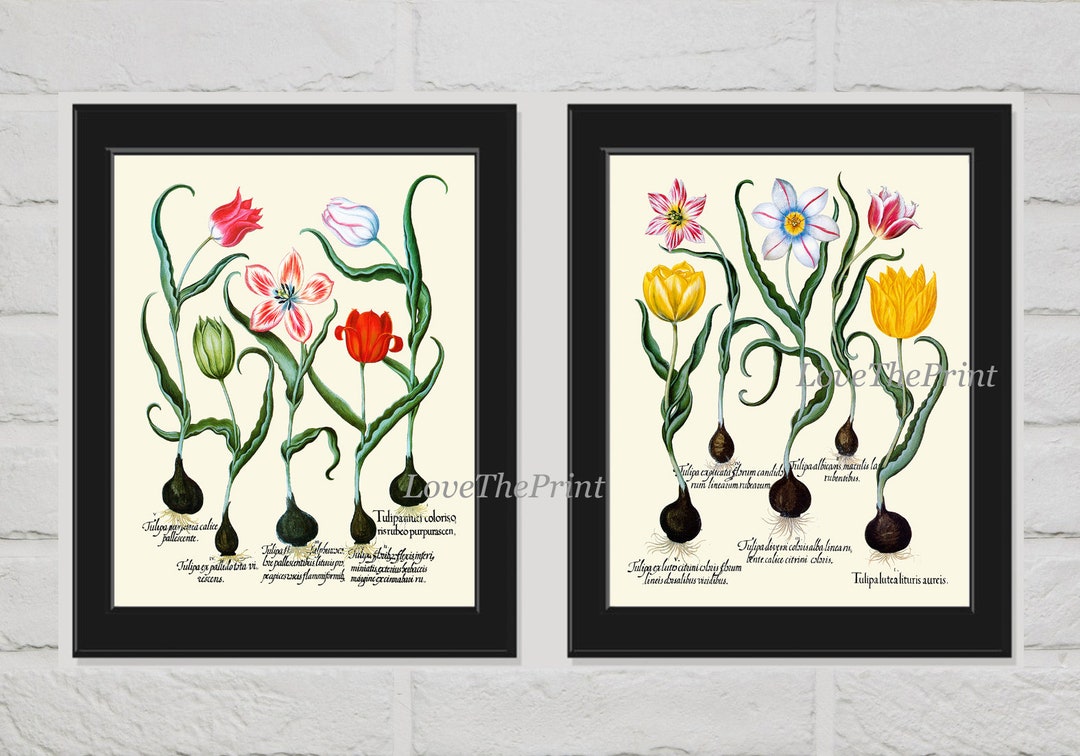 Botanical Tulip Print Set of 2 Prints Beautiful Besler Red White Yellow ...