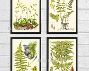 FERN Wall Art Print SET of 4 Botanical Prints Lindman Antique Green Ferns Roots Chart Forest Summer Plant Nature to Frame Home Decor Garden