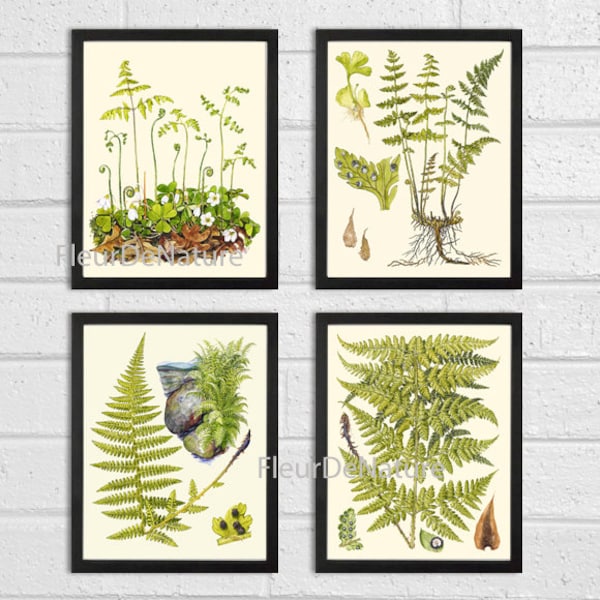 FERN Wall Art Print SET of 4 Botanical Prints Lindman Antique Green Ferns Roots Chart Forest Summer Plant Nature to Frame Home Decor Garden