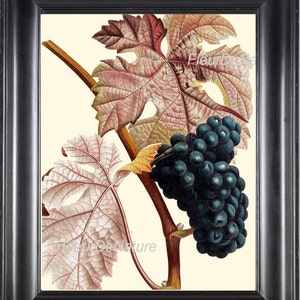 Botanische Frucht Drucken Poiteau 8 x 10 botanische Kunstdruck 35 schöne schwarze Trauben Frühling Sommer Grapevine, Rahmen Wand Home Dekor